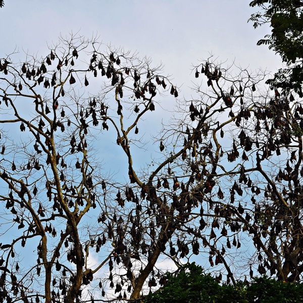 Sri Lanka - Udawalawe - Flagermus