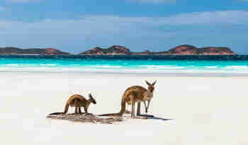 Kænguruer på hvid sandstrand, Australien