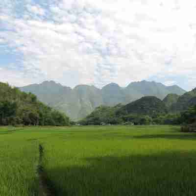 Flotte grønne rismarker i Mai Chau, Vietnam