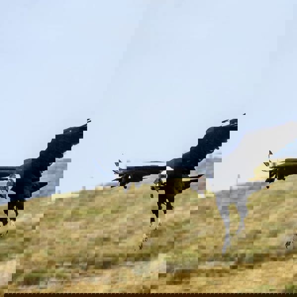 Antisana Nationalpark - Ecuador