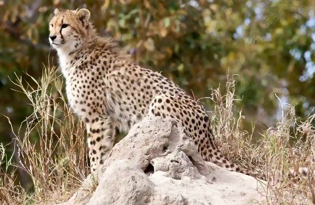 Gepard, Endangered Species Centre, Hoedspruit, Sydafrika