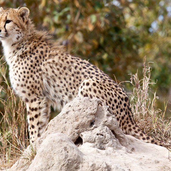 Gepard, Endangered Species Centre, Hoedspruit, Sydafrika