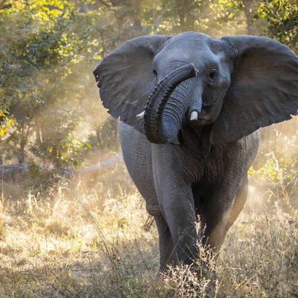 Hwange National Park - Elephant