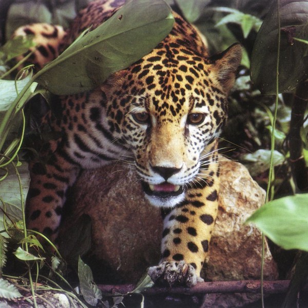 Jaguar