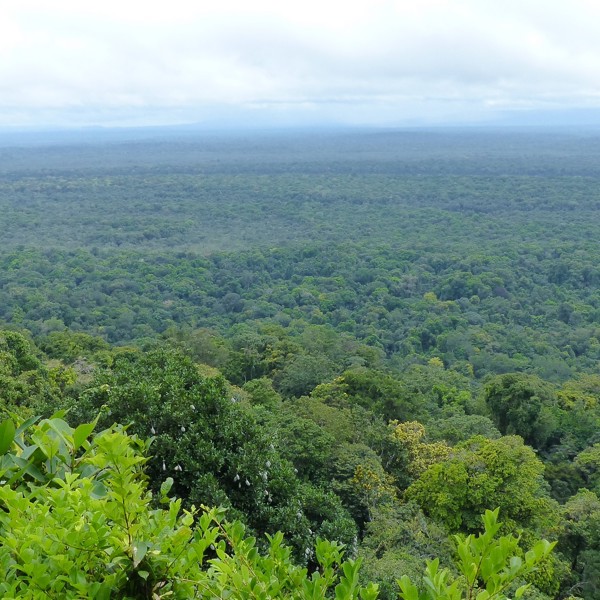 udsigt over regnskov