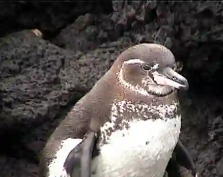 Galapagos Penguin