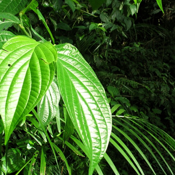 Yacutinga Lodge, Argentina