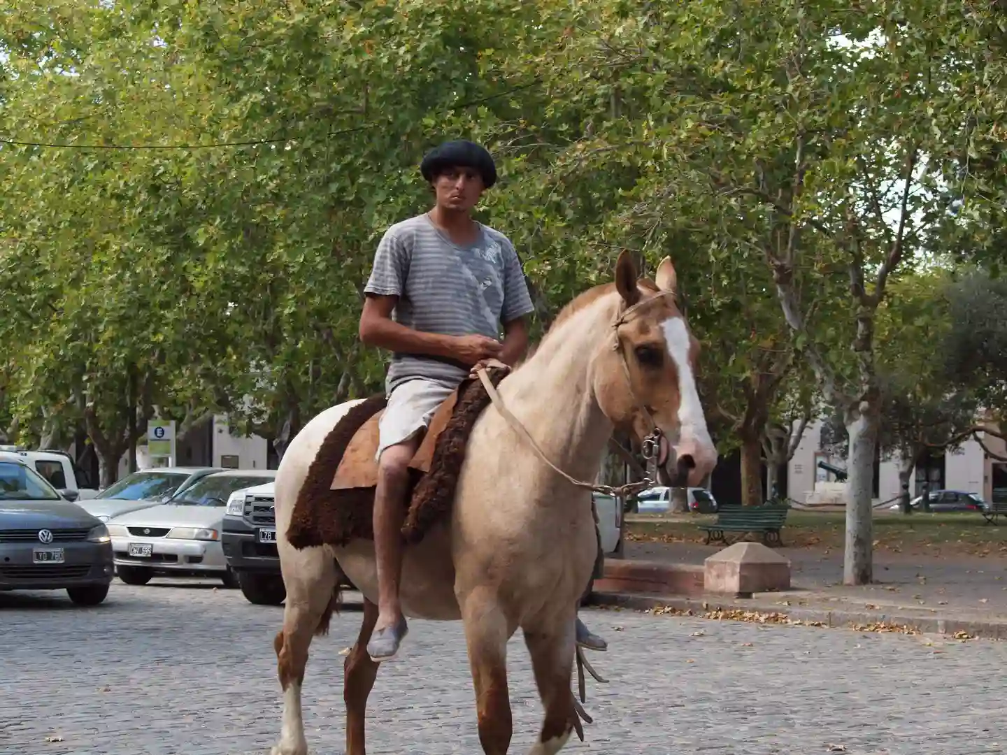 gaucho