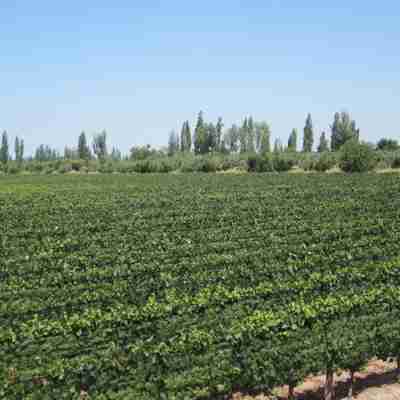 Mendozas vinmarker