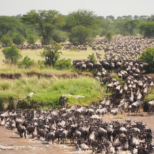Masai mara, unsplash