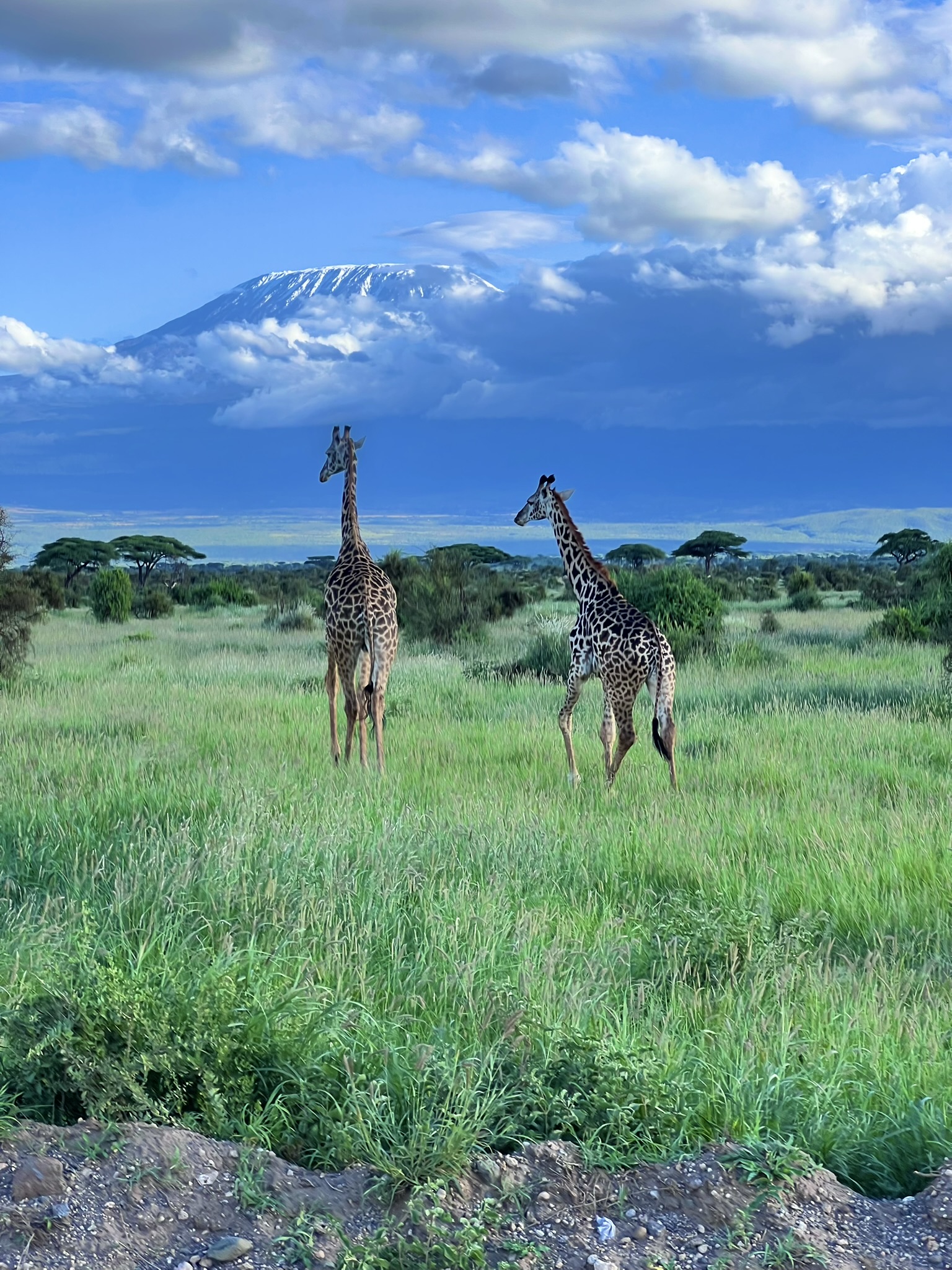Amboseli – safari med udsigt til Kilimanjaro