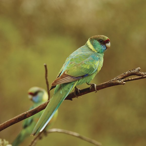 Ringneck parrot, Australien