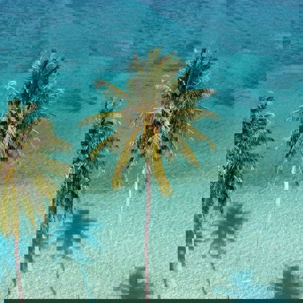 Palmer og blåt hav i Guadeloupe