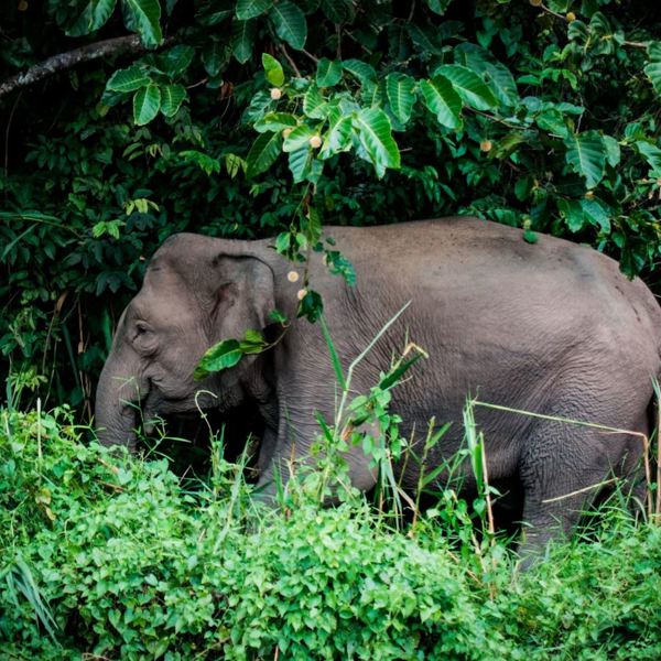 Kinabatangan River - Borneo