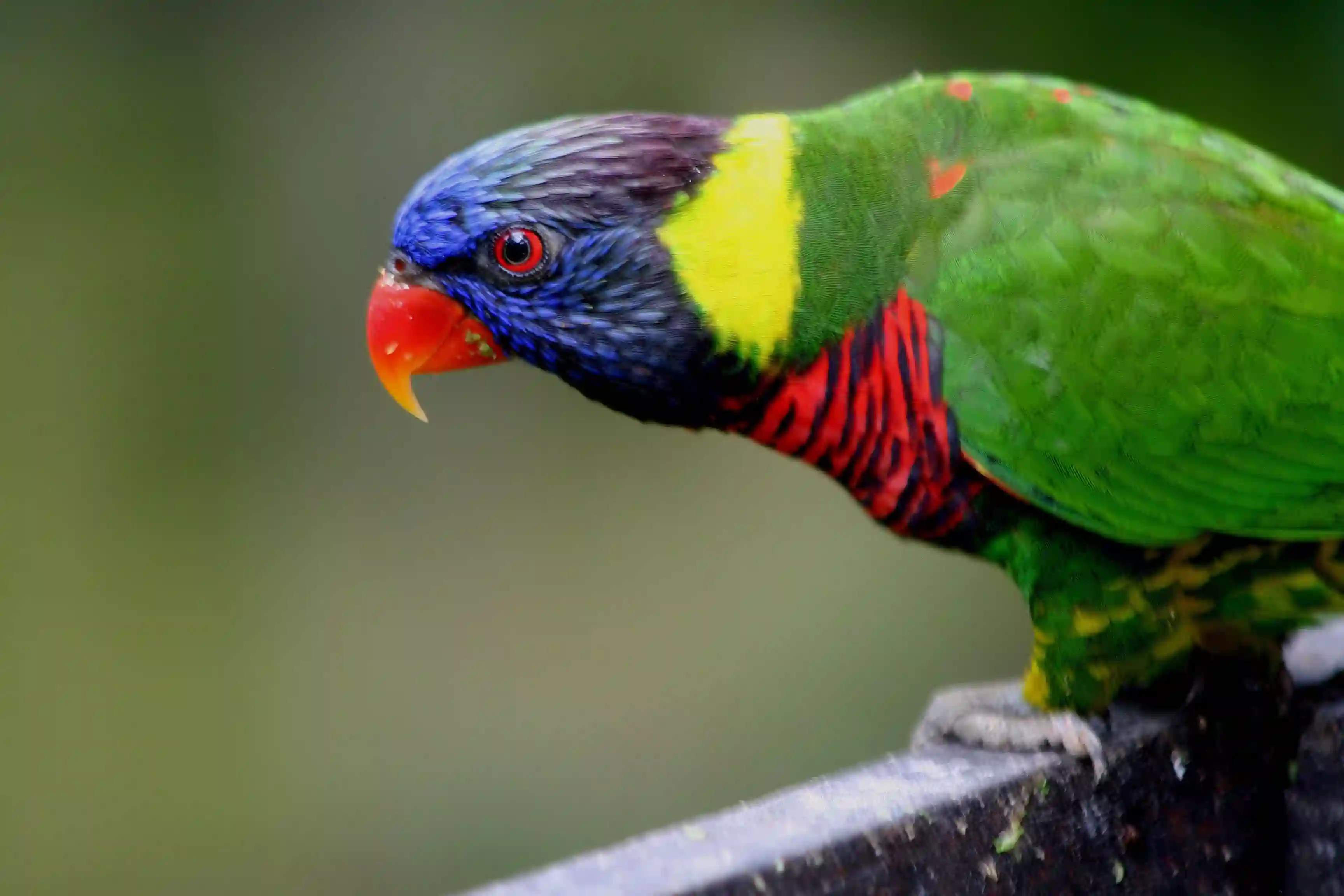 bird_park_kl_553724