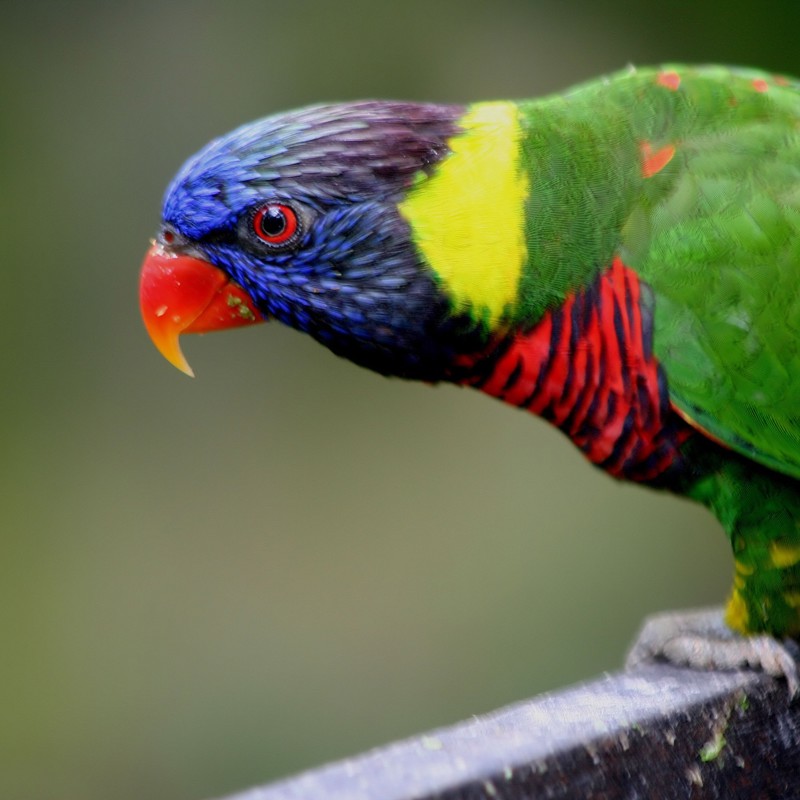 bird_park_kl_553724
