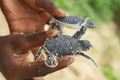 Green turtle babies
