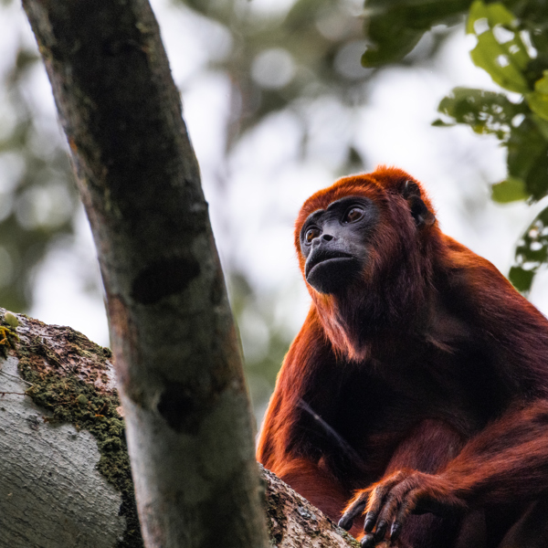 Ecuador - Napo Cultural Center