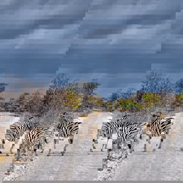 Namibia - Etosha Nationalpark