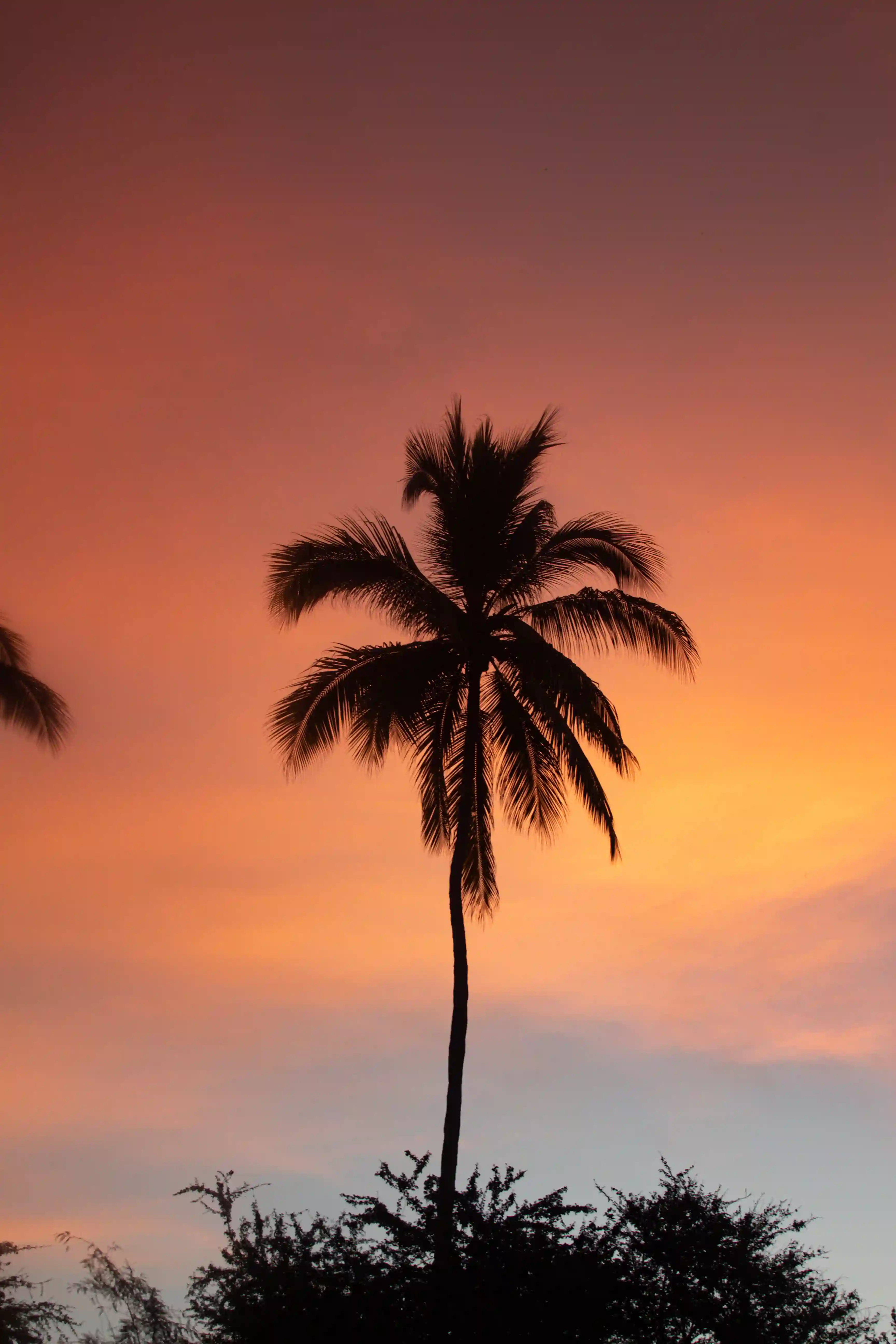 Palme ved Solnedgang i Acapulco