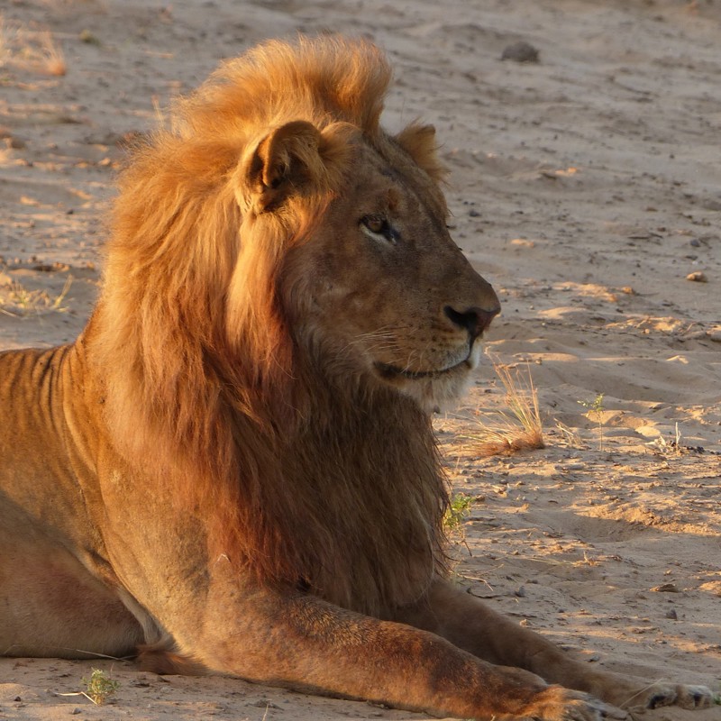 South Luangwa, Zambia