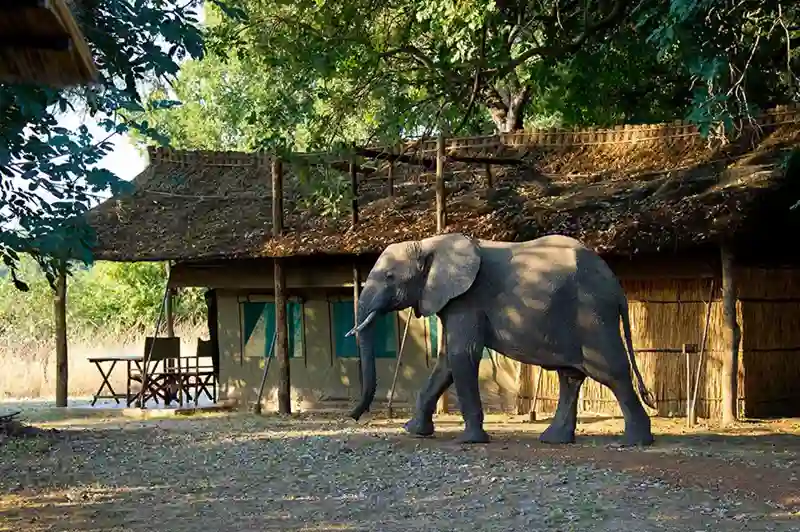 Elefant i landsby
