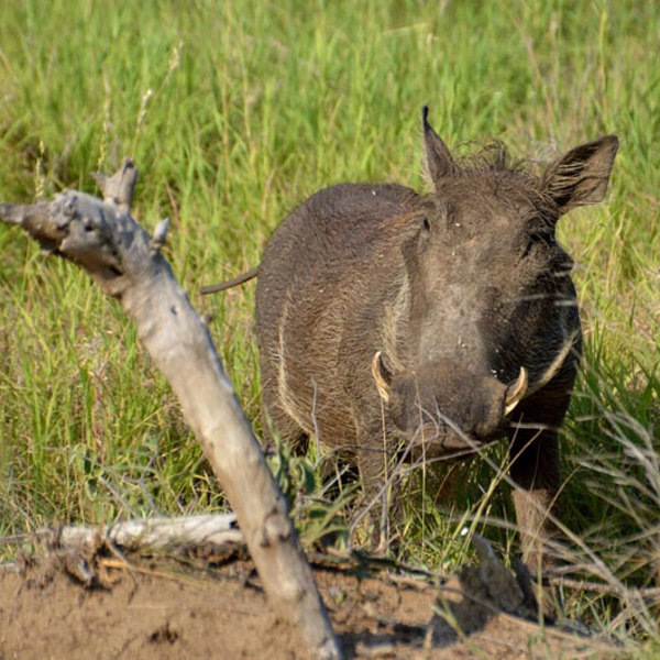 Vortesvin i Timbavati reservatet