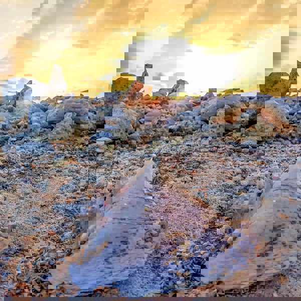 Konkylie der ligger på de hvide sandstrande