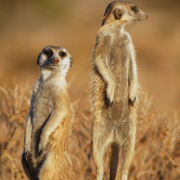 To søde surikater i Makgadikgadi Nationalpark