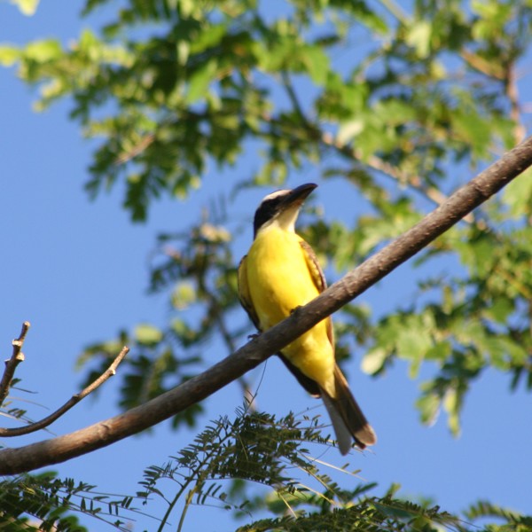 fugletur, Queztal Costa Rica