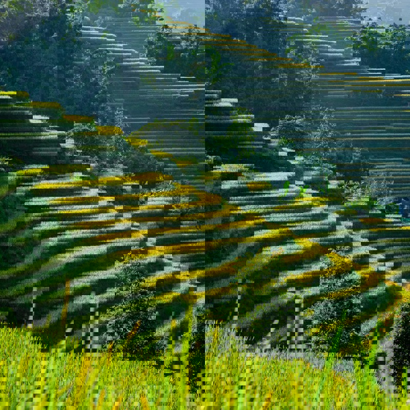 vivu-vietnam-98g7OAwlWy0-unsplash