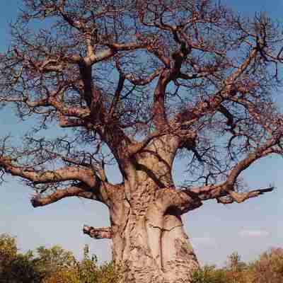 I:\AXUMIMAGES\Afrika\Botswana\Central Kalahari Game Reserve\Baobab tree