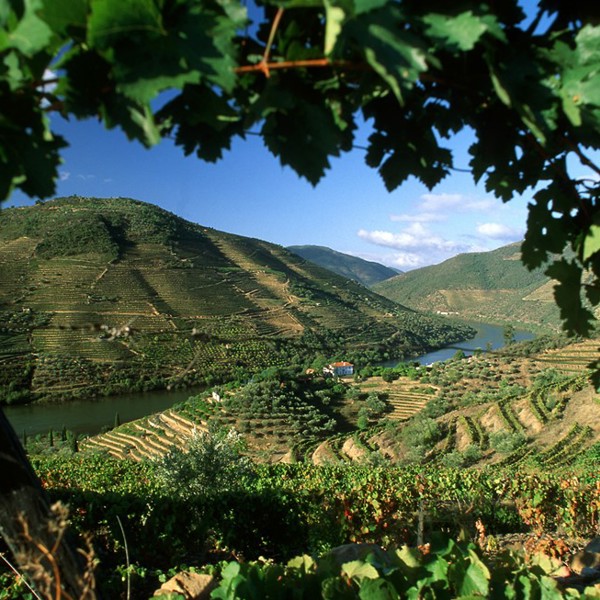Duoro floden indrammet af vinranke