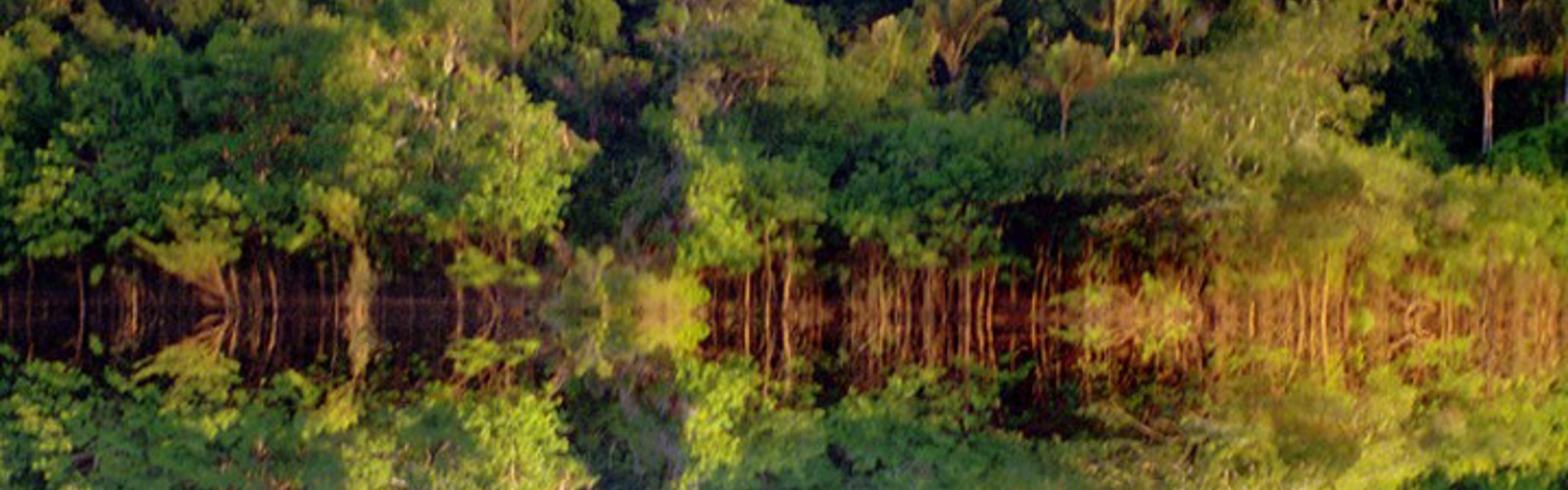 baggrund spejljungle