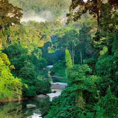 Borneo regnskov