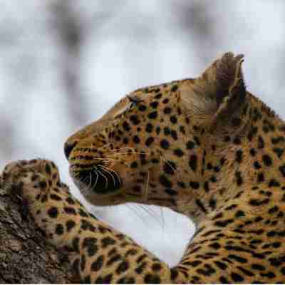 I:\AXUMIMAGES\Afrika\Botswana\Chobe\Leopard
