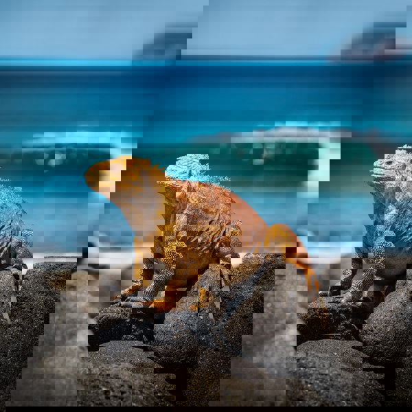 Skildpadder på Galapagos