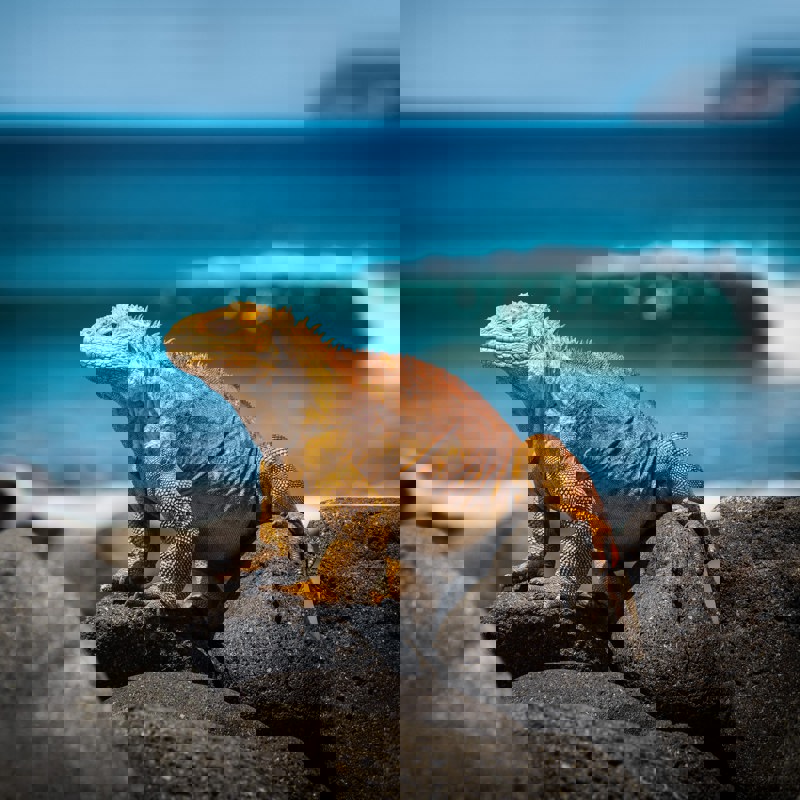 Skildpadder på Galapagos