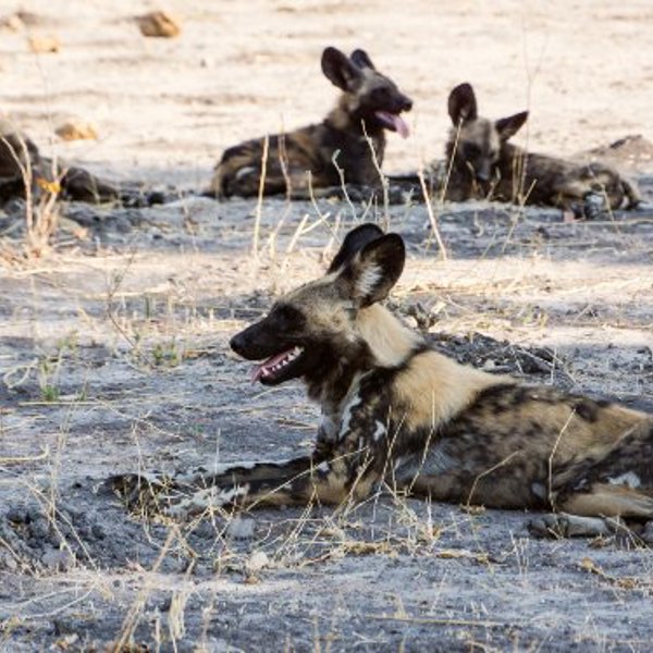 Vilde hunde i Moremi, Botswana
