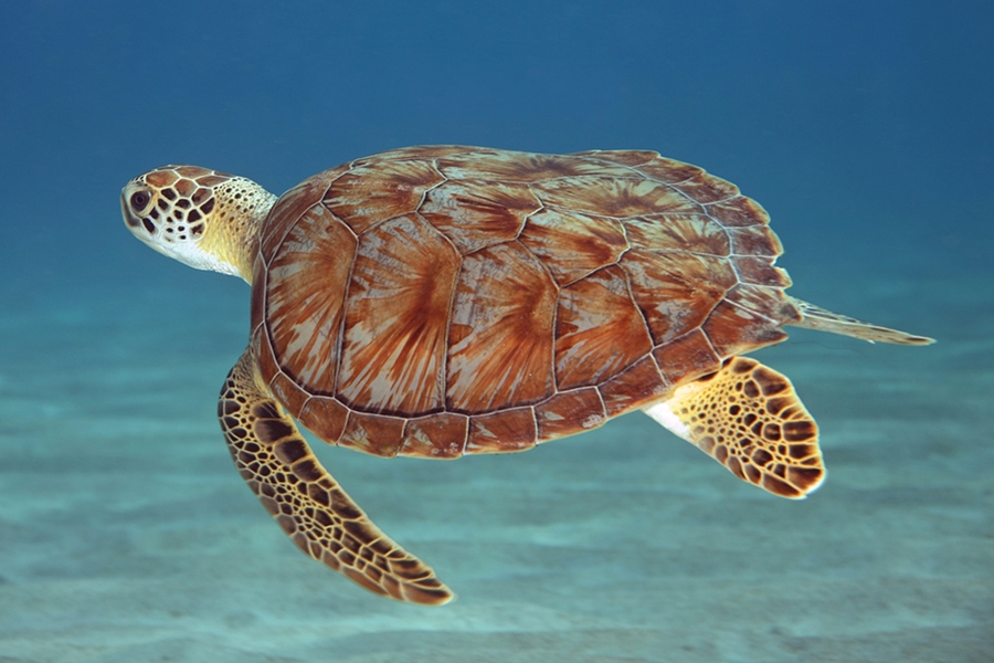 Havskildpadde
