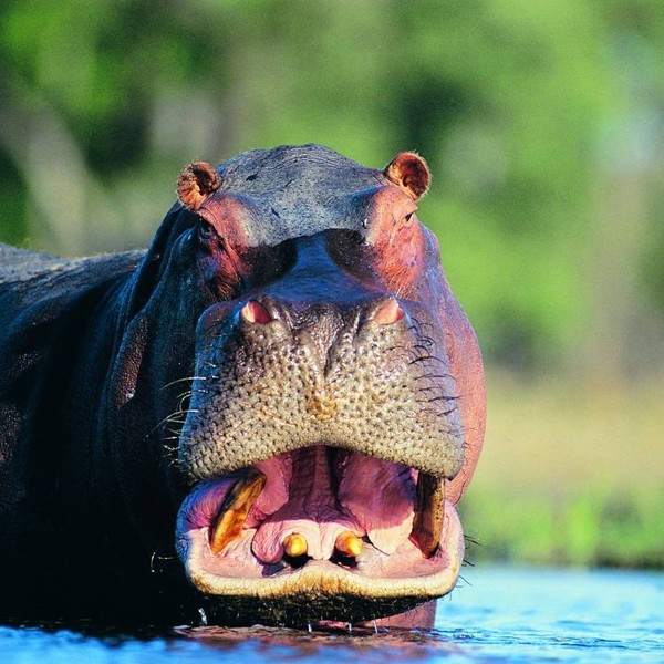 Halløjsa, der. Chobe National Park, Botswana, Afrika