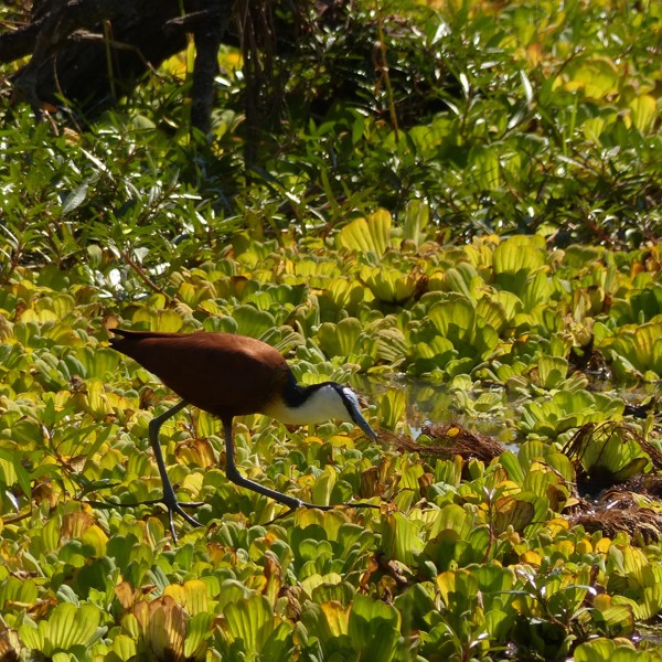 South Luangwa, Zambia