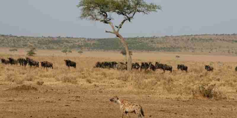 Serengeti gnu og hyæne, Tanzania