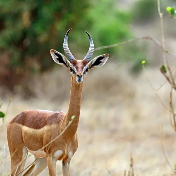 Tanzania