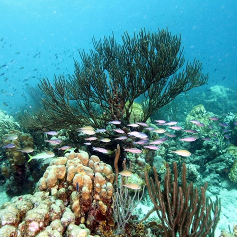 Fiskestime i Bonaire