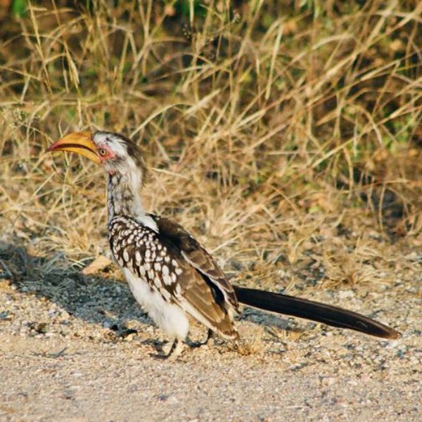 Yellow billed hornbill