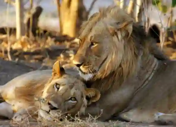 Mana Pools - Lions