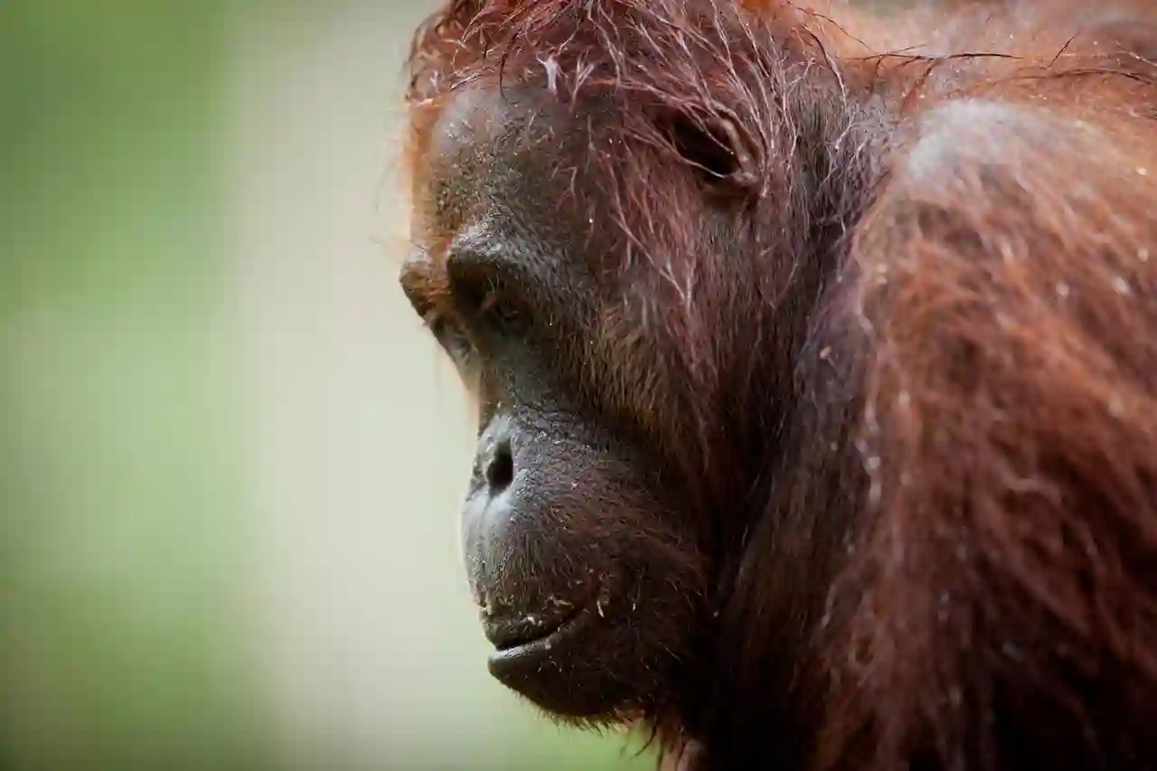 Stor han orangutang, Borneo, Malaysia