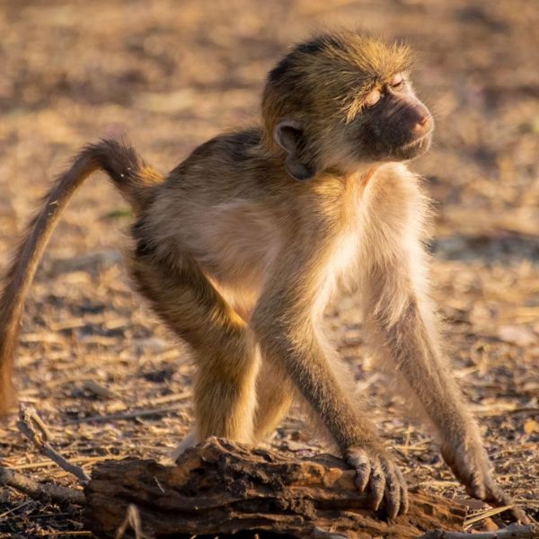Chobe Nationalpark, Baby Baboon