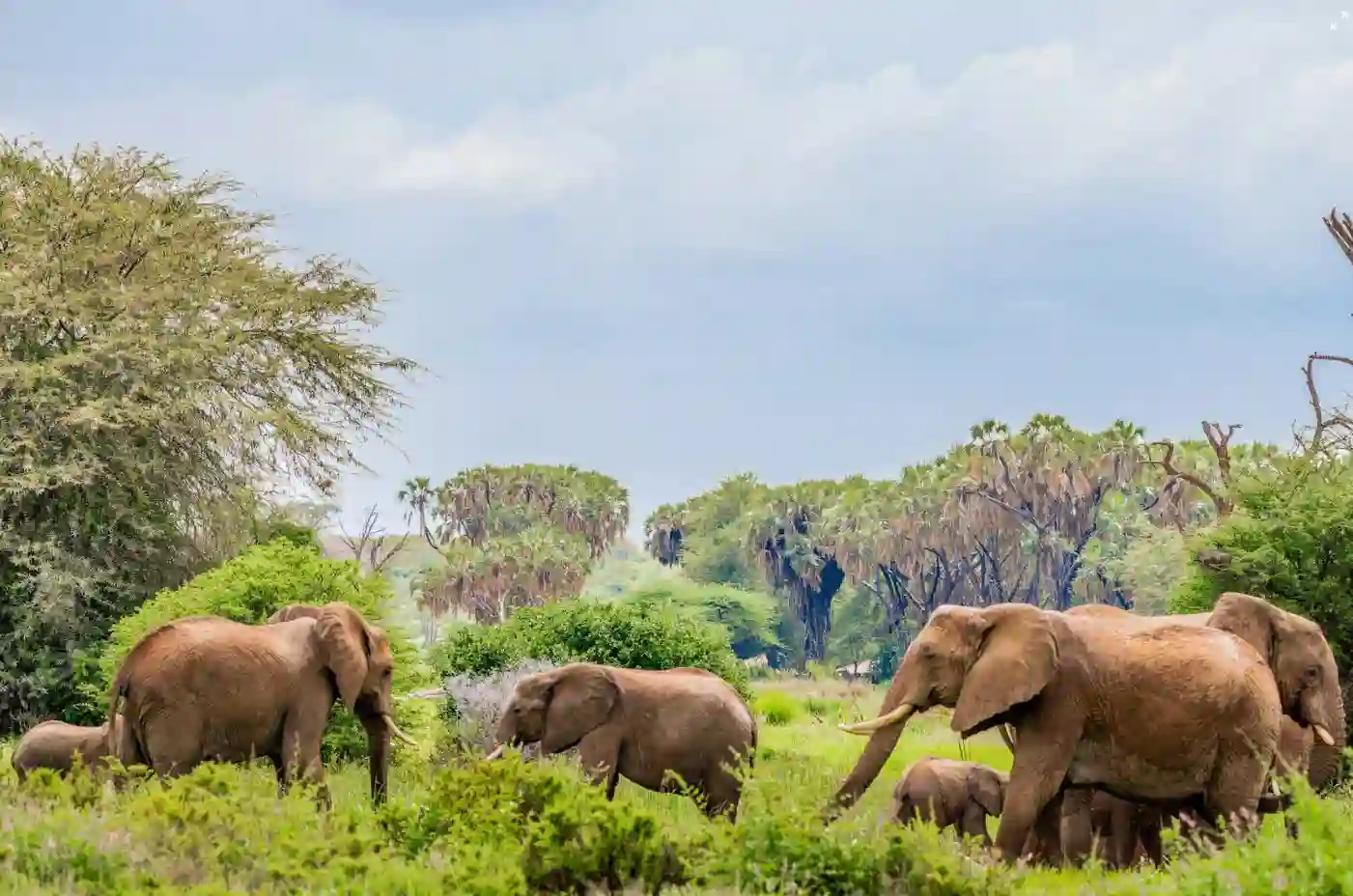 Samburu i Kenya